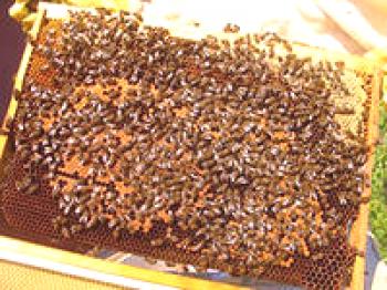 Lo que afecta el número de familias de abejas.