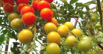 Cómo cultivar tomates correctamente en un invernadero.