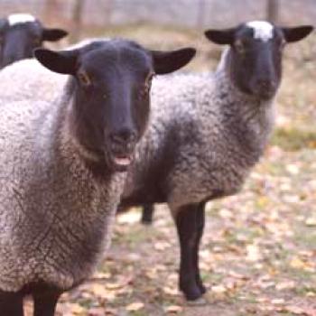 Romanov raza de oveja: cría, alimentación