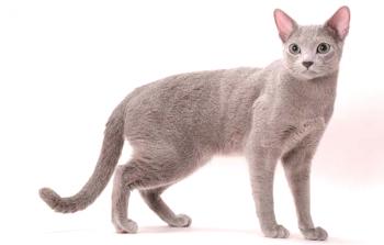 Ruska modra mačka: opis in značaj pasme, hranjenje