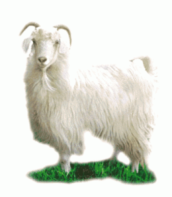 Овчарки: описание, характеристики и ревюта