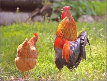 Respuestas a la pregunta: ¿Por qué el pollo y el gallo se pintan de manera diferente y no vuelan?