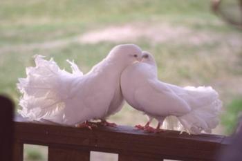Plemenski golobi doma: podrobnosti postopka, vzdrževanja in oskrbe