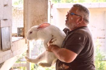 Клане на зайци - как се заклават зайци у дома (+ видео)