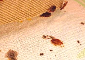 ¿Cómo deshacerse de los insectos con remedios populares?