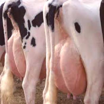 Tratamiento de la inflamación y pérdida de útero en vacas.