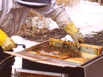 Когато през пролетта се хранят пчелите: видове хранене