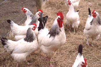 Revisión de la raza de pollos Adler Silver, secretos de reproducción, fotos y comentarios.