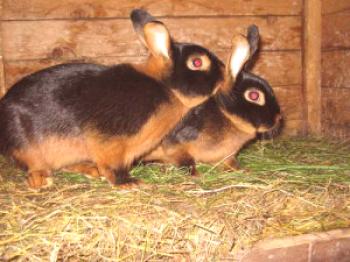 Conejos de raza negro y marrón: foto y descripción