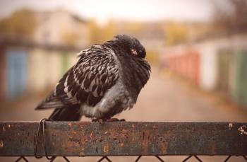 Síntomas y métodos de tratamiento de la ornitosis en palomas.