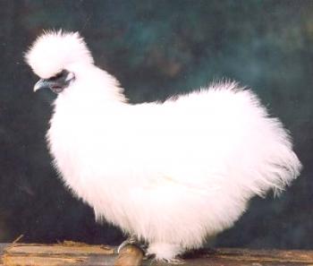 Pollos de seda: descripción, descripción, fotos, precios