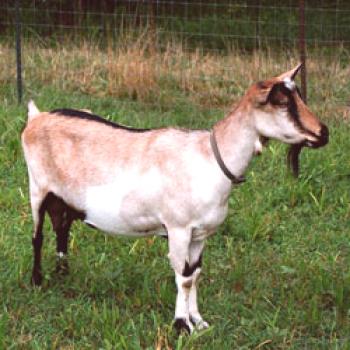 Alpske koze: opis pasme, značilnosti delovanja