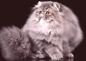 Gatos de pelo largo: una lista de rocas con una foto, cuidado del cabello