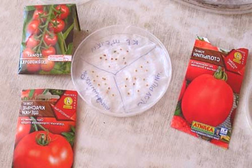 Готовим семена томатов