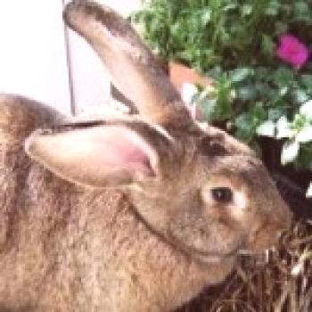 Conejos raza gris gigante - fotos y tablas