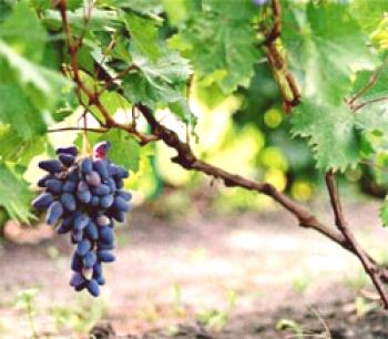 Sajenje grozdja jeseni z sadikami in potaknjenci