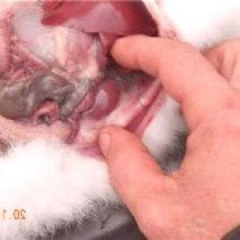 Enfermedad hemorrágica de conejos - información de fotos y videos