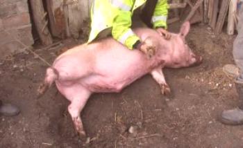 Matanza de cerdos en casa: video