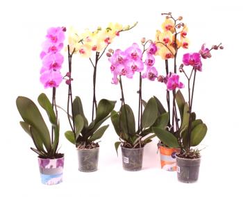 ¿Cómo cuidar una orquídea phalaenopsis en invierno?