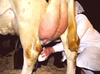 Mastitis en vacas: tratamiento y profilaxis.