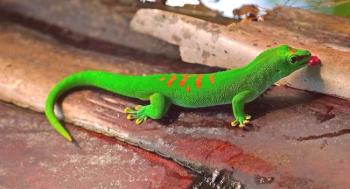 Gecko (foto): un lagarto con habilidades fantásticas