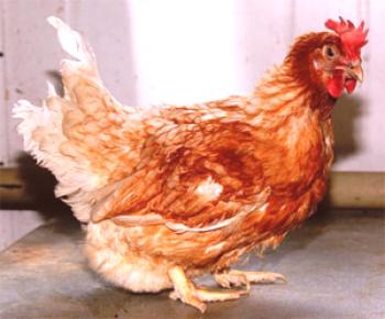 Raza de gallina de cola roja: descripción, descripción y foto