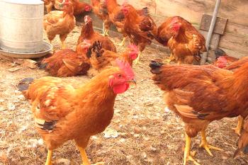 La descripción de Marek de los pollos: cómo reconocer, curar y prevenir enfermedades.