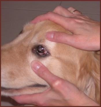 Cómo diagnosticar y tratar la conjuntivitis en perros.