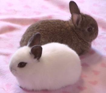 Conejo doméstico: comentarios del propietario, foto y video