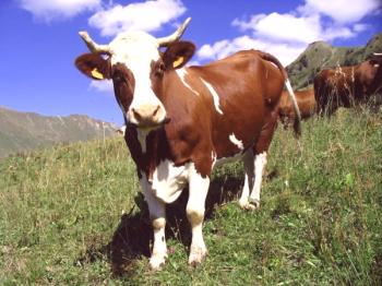 El papel de las sustancias minerales en la vida de las vacas.