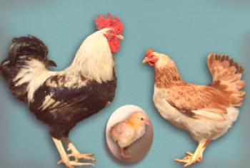 Salmón Zagorsk raza de pollos: descripción, descripción, fotos y comentarios