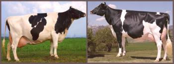 Características de la raza de vacas Holstein: precios, fotos, comentarios