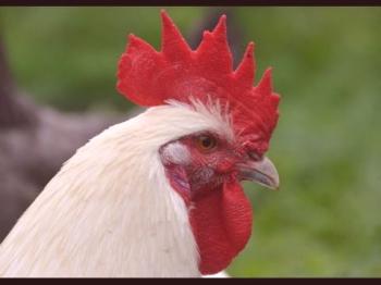 Características de la raza de pollos Brass Galsk, sus características y fotos.