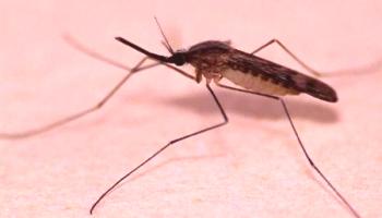 Какво е опасен малариен комар?