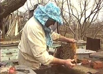 Revisión de primavera de las abejas