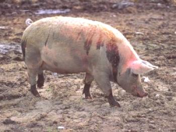 Esofagostomas porcinos: síntomas y tratamientos