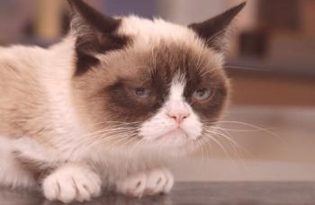 Най-тъжната котка (снимка): Всичко за пухкава знаменитост