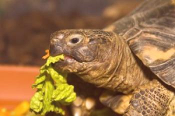 Razpravljamo o tem, kaj je priporočljivo, da nahranimo zemeljske želve doma