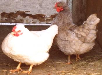 Kako in kaj za zdravljenje piščančje driske: nasveti in videi