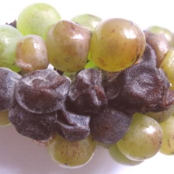 Gnilo grozdja: belo, sivo, črno