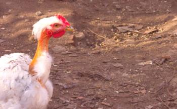 Pasma piščancev Holoshynaya: opis, fotografija, značilnost
