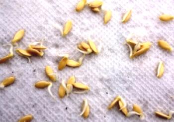 Cómo germinar semillas de pepinos.