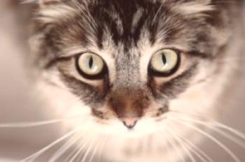 Se detectó un punto ciego en un gato: ¿existe la posibilidad de cambiar la visión?