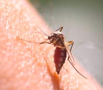 ¿Qué remedio para la anidación de mosquitos es mejor elegir?