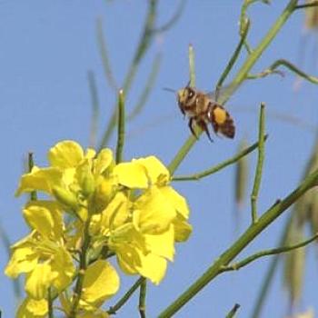 Qué preguntas surgen durante el período anterior al soborno principal (medozborom) en las abejas