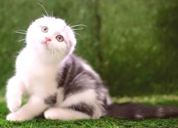 Gato escocés Extras: foto, video, raza, personaje