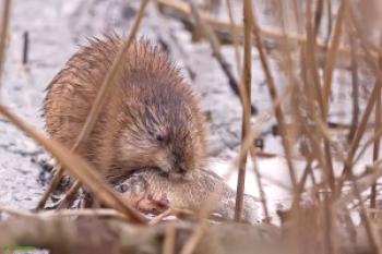 Lo que un rata almizclera se alimenta en el cuerpo de agua y en la naturaleza