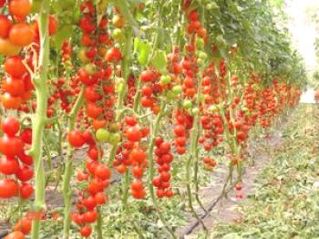 Buenos tomates autopolinizadores para invernaderos: hacemos la elección correcta de semillas para una cosecha rica.