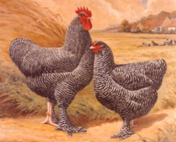Mechelen cuco pollo raza: características, descripción y foto