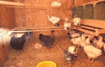 Cómo construir un pollo con 50 y 200 pollos con tus propias manos: clases magistrales y esquemas